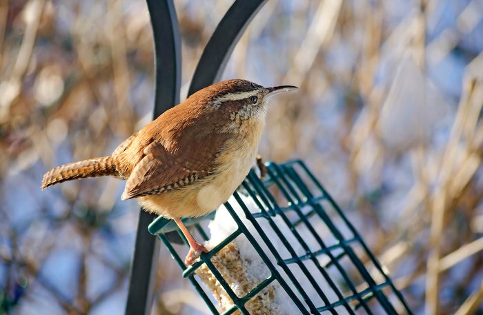 cómo atraer a los pájaros, Carolina Wren Alimentación En el Cebo del Alimentador