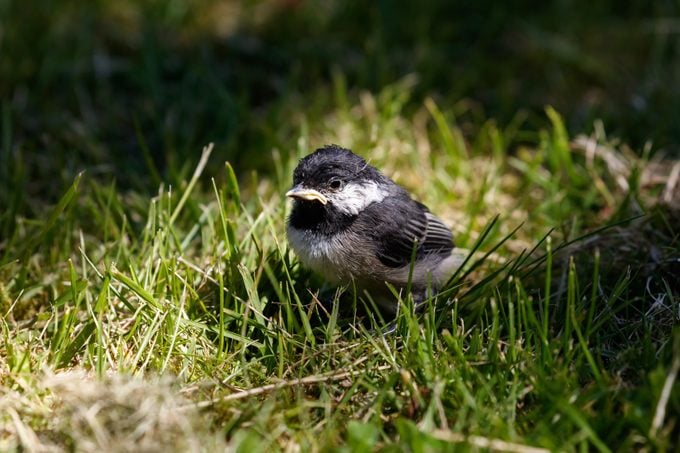 Young Black capped Chickadee