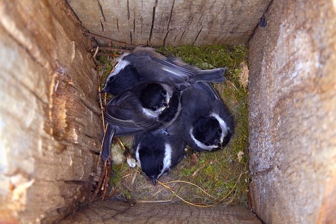 FOUR BABY BLACK-CAPPED CHICKADEES IN NEST BOX