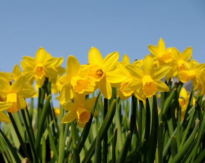 Bright yellow daffodils