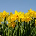 Daffodils Not Blooming? Here’s What to Do