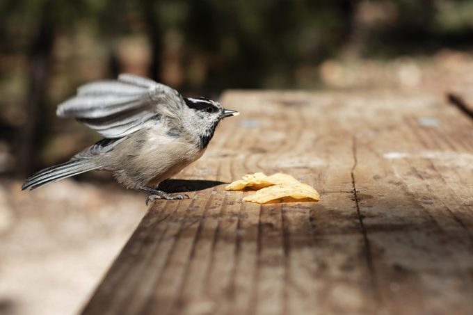 Bird eating crisps, Arizona, USA
