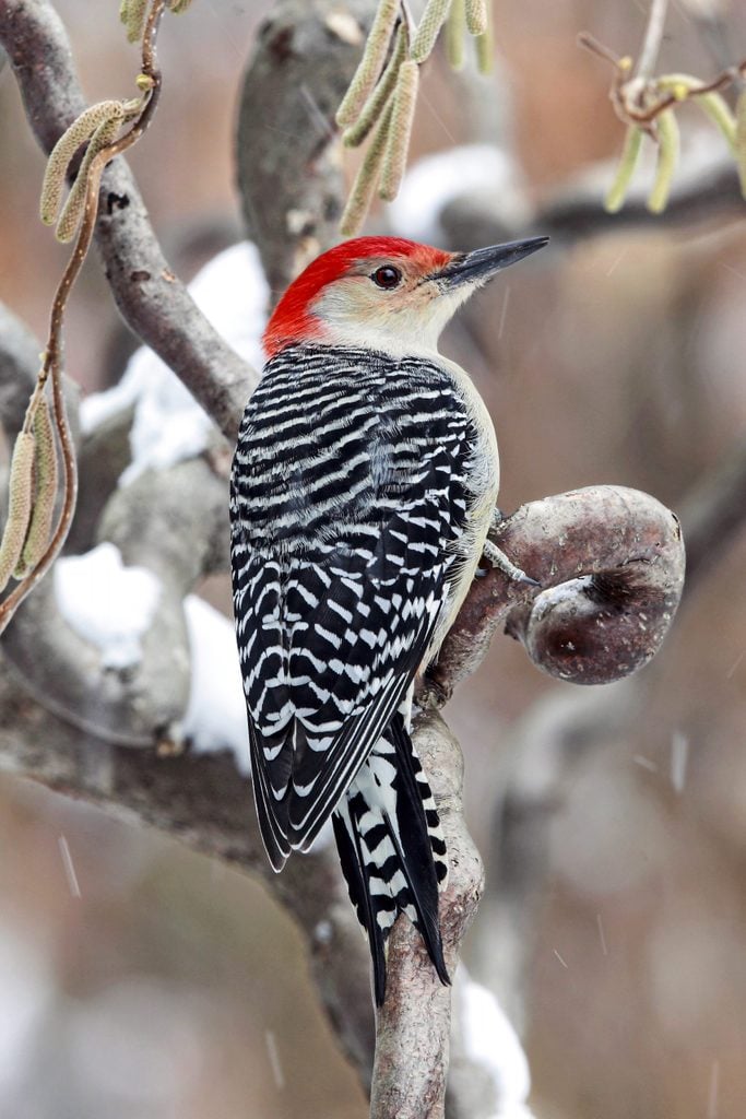 winter interest plants, A red-bellied woodpecker perches on Harry Lauder's walking stick plant.
