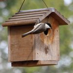 How to Choose the Perfect Chickadee Nest Box
