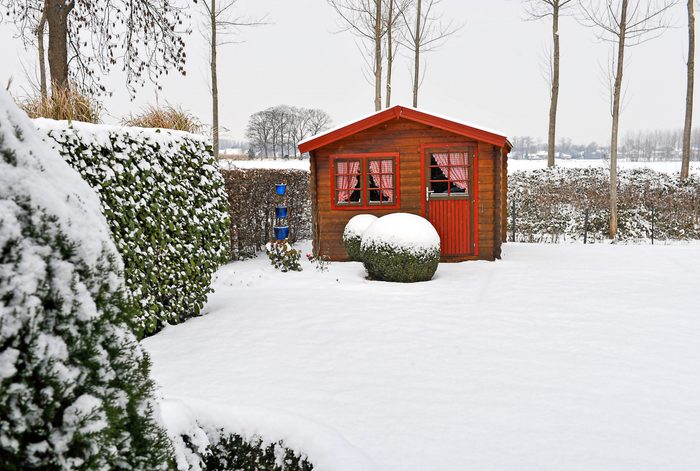 winter interest plants, A winter garden with boxwood shrubs and a rustic shed.