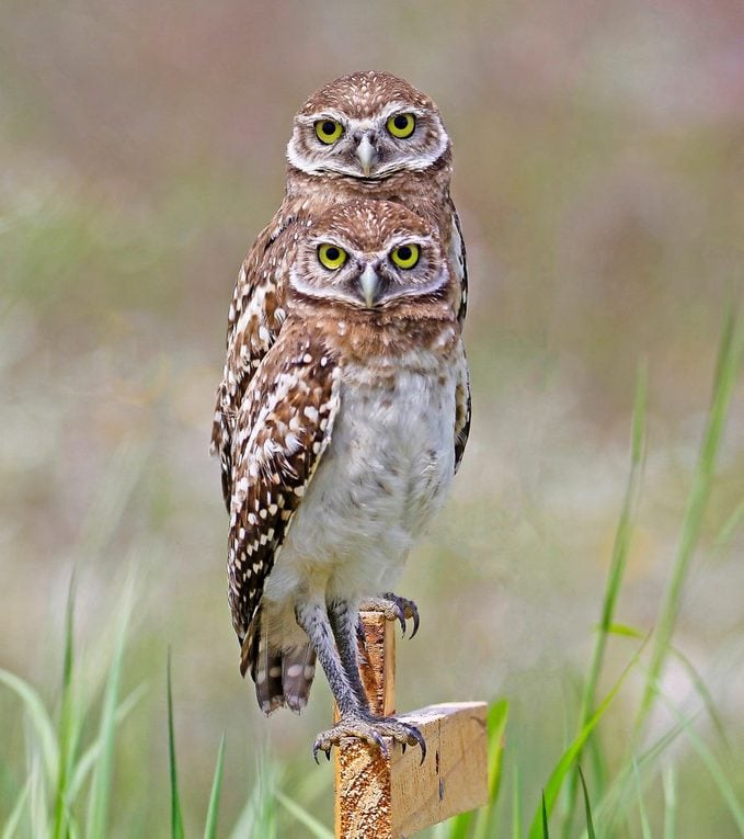 A pair of burrowing owls sit together on a post, looking directly at the camera.
