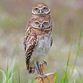 A pair of burrowing owls sit together on a post, looking directly at the camera.