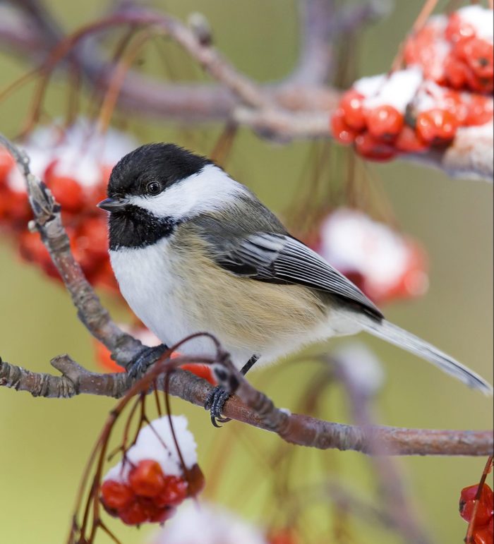 A chickadee sits on the branch of a crabapple tree with snow-covered berries.