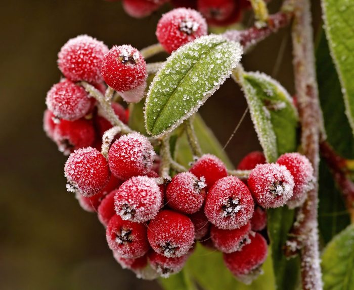 A close-up shot of cotoneaster berries and leaves covered in a layer of frost.