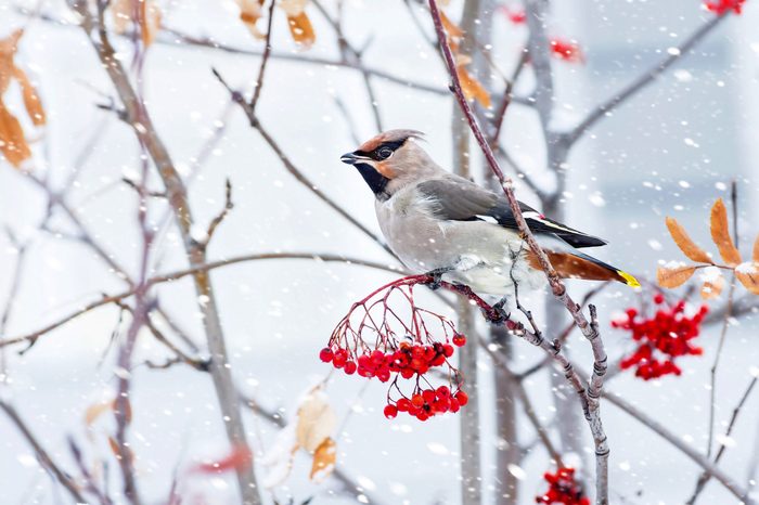 winter interest plants, A waxwing sits on a mountain ash as the snow falls.
