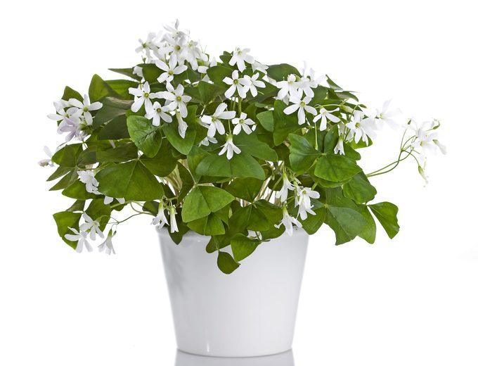 A Shamrock plant in a white pot sports small white flowers.