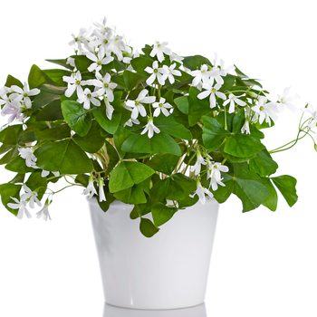 A Shamrock plant in a white pot sports small white flowers.