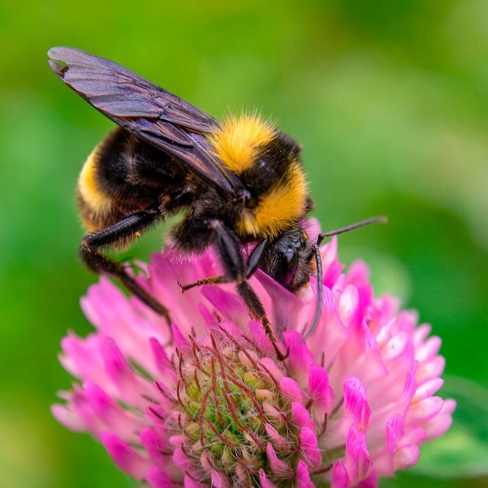 Shutterstock 1159082401 Bumblebee