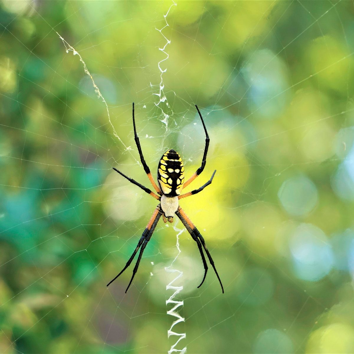 Shutterstock 1168221439 Spider