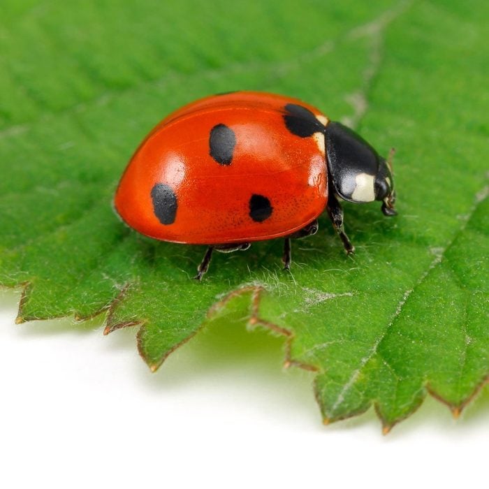 Shutterstock 1288792048 Ladybug