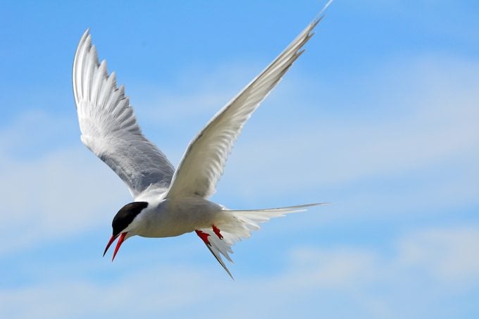 arctic tern bird wings