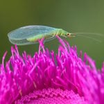 8 Bugs You Should Never Kill in Your Garden