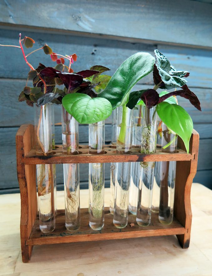 Test tubes with plants growing in them