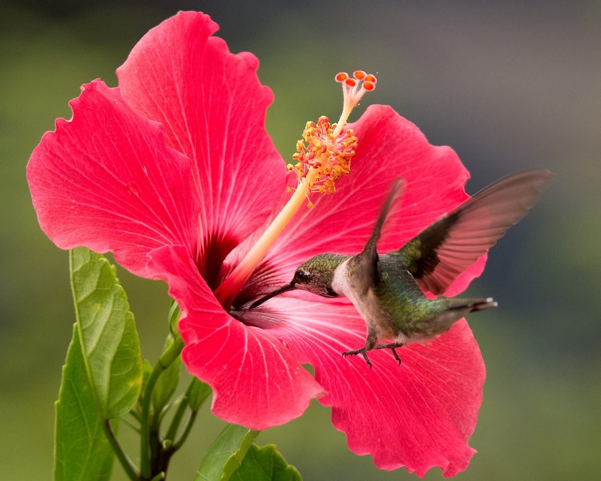 Red Hummingbird Plants