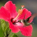Top 10 Red Hummingbird Flowers
