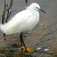 Made to Wade: All About Wading Birds