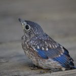 15 Totally Adorable Baby Bluebird Pictures