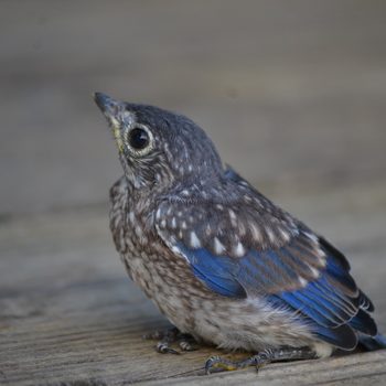 15 Totally Adorable Baby Bluebird Pictures