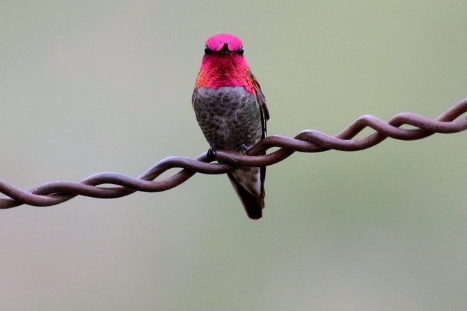 great backyard bird count, An Anna's hummingbird perches on a piece of wire.