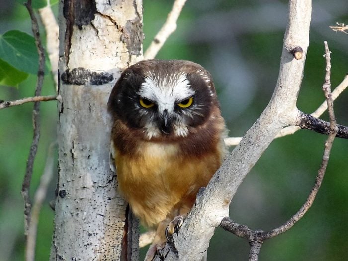 Bnbbyc16 Colleen Guthery, saw-whet owl, funny bird pictures