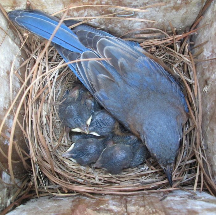Bnbbyc17 Kim Casdorph, baby bluebirds in nest