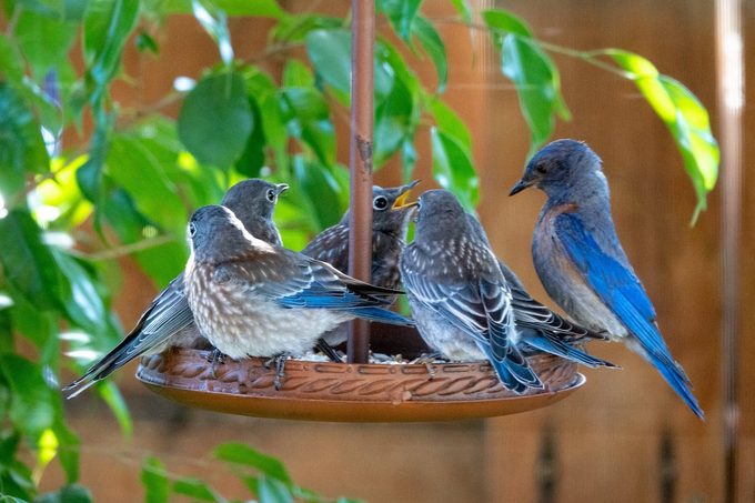 western bluebirds, juvenile, western bluebird