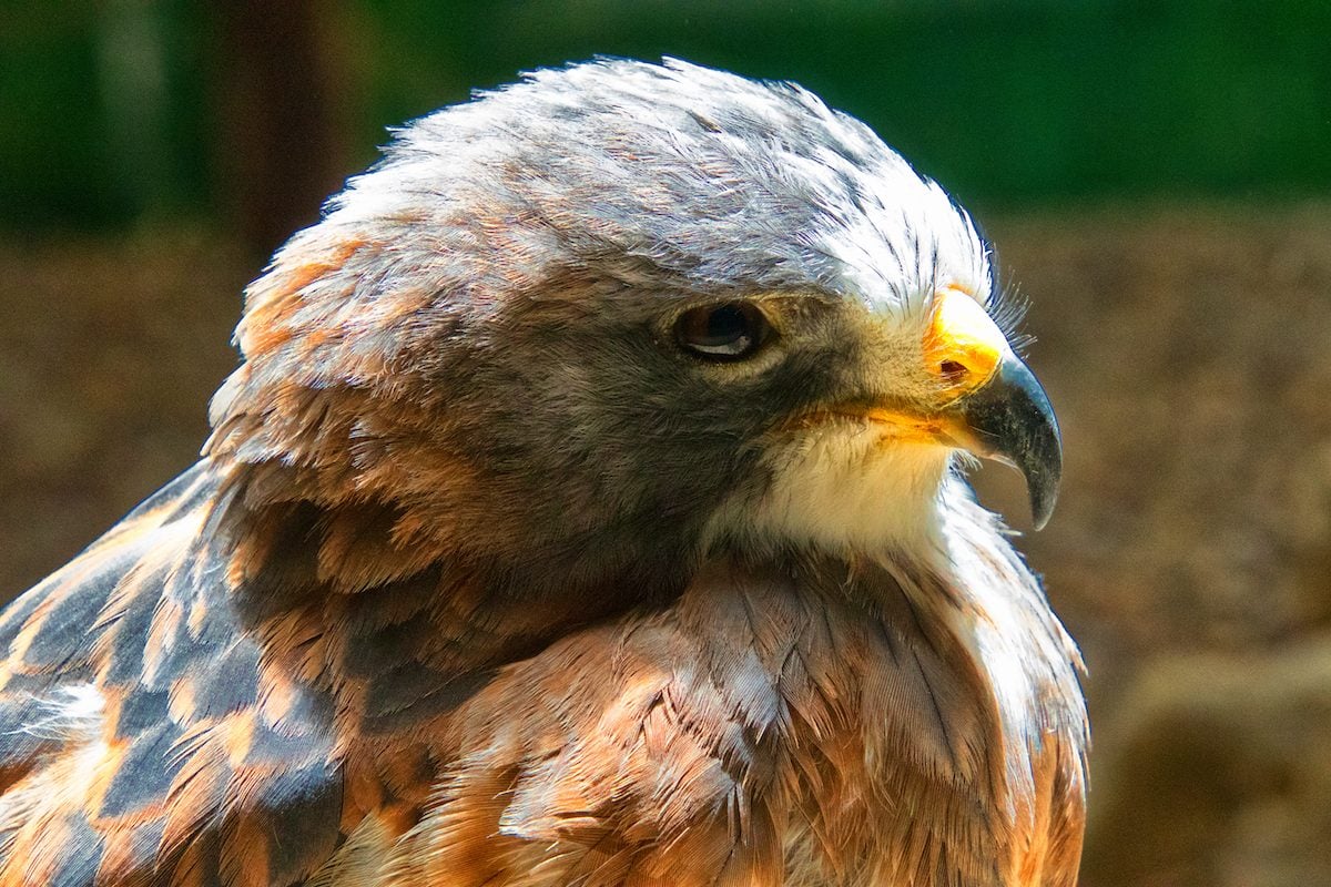 5 Essential Hawk Identification Tips for Birders - Birds and Blooms
