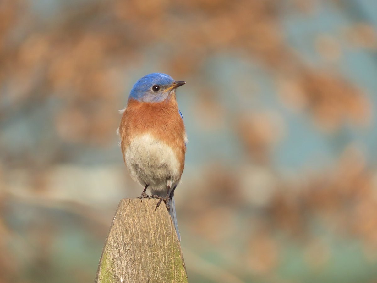 Bluebird Meaning: Do Bluebirds Symbolize Happiness? - Birds and Blooms