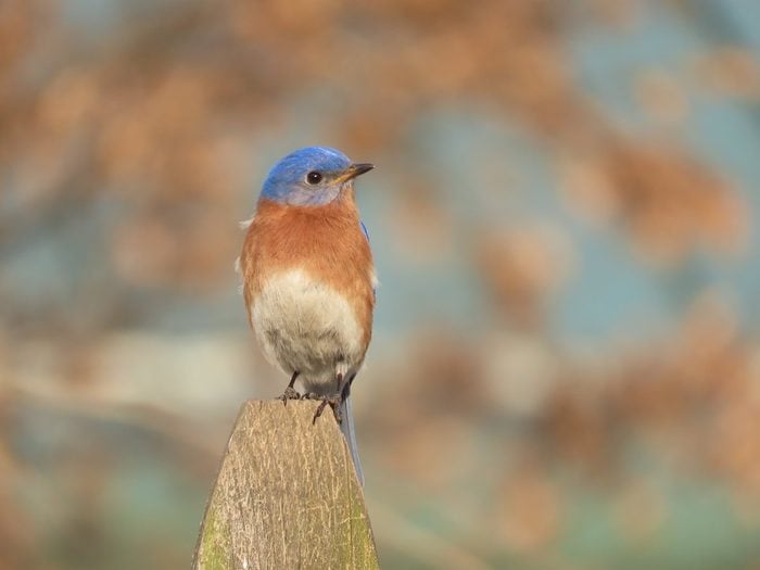 bluebird meaning