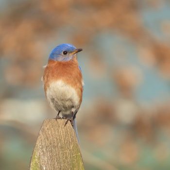What Does It Mean When You See a Bluebird?