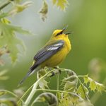 Create the Ultimate Backyard Wildlife and Bird Habitat