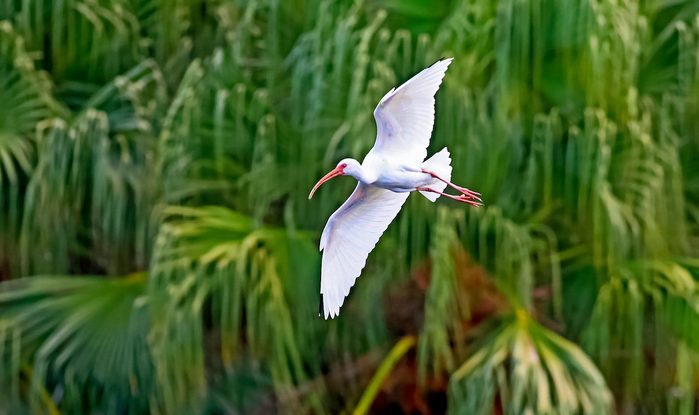 Bnbugc Debbie Parker, white ibis, wading bird