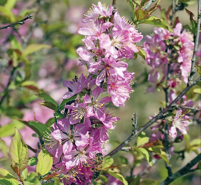 Bush cherry blooms are vibrant with pink petals and thin yellow stamens.