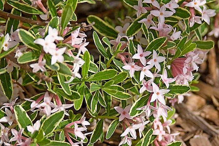 Daphne shrubs have pink star-shaped flowers and green leaves with pale yellow details.