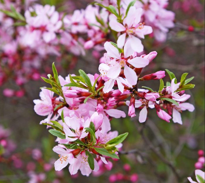 A dwarf Russian almond shrub with bunches of pink-colored flowers and delicate light green leaves.
