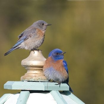 Western Bluebird, pair