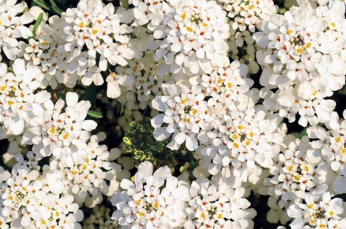 Evergreen candytuft (Iberis sempervirens) - white flowers in a garden, plants for rocky soil