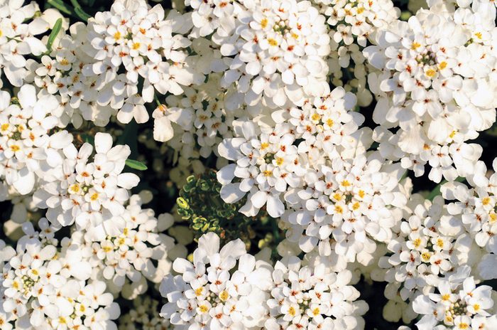 Evergreen candytuft (Iberis sempervirens) - white flowers in a garden