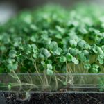 The Best Microgreens Kit Options to Grow Indoors