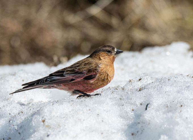 A Beautiful Brown-capped rosy finch Foraging for Food in the Snow
