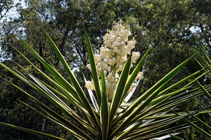 Variegated green and yellow striped yucca plant in bloom
