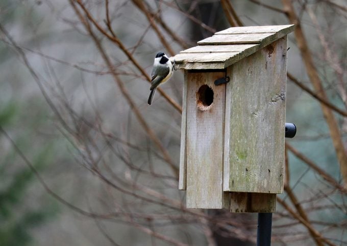 A chickadee looks toward the camera while perched on the edge of a wooden bird house.