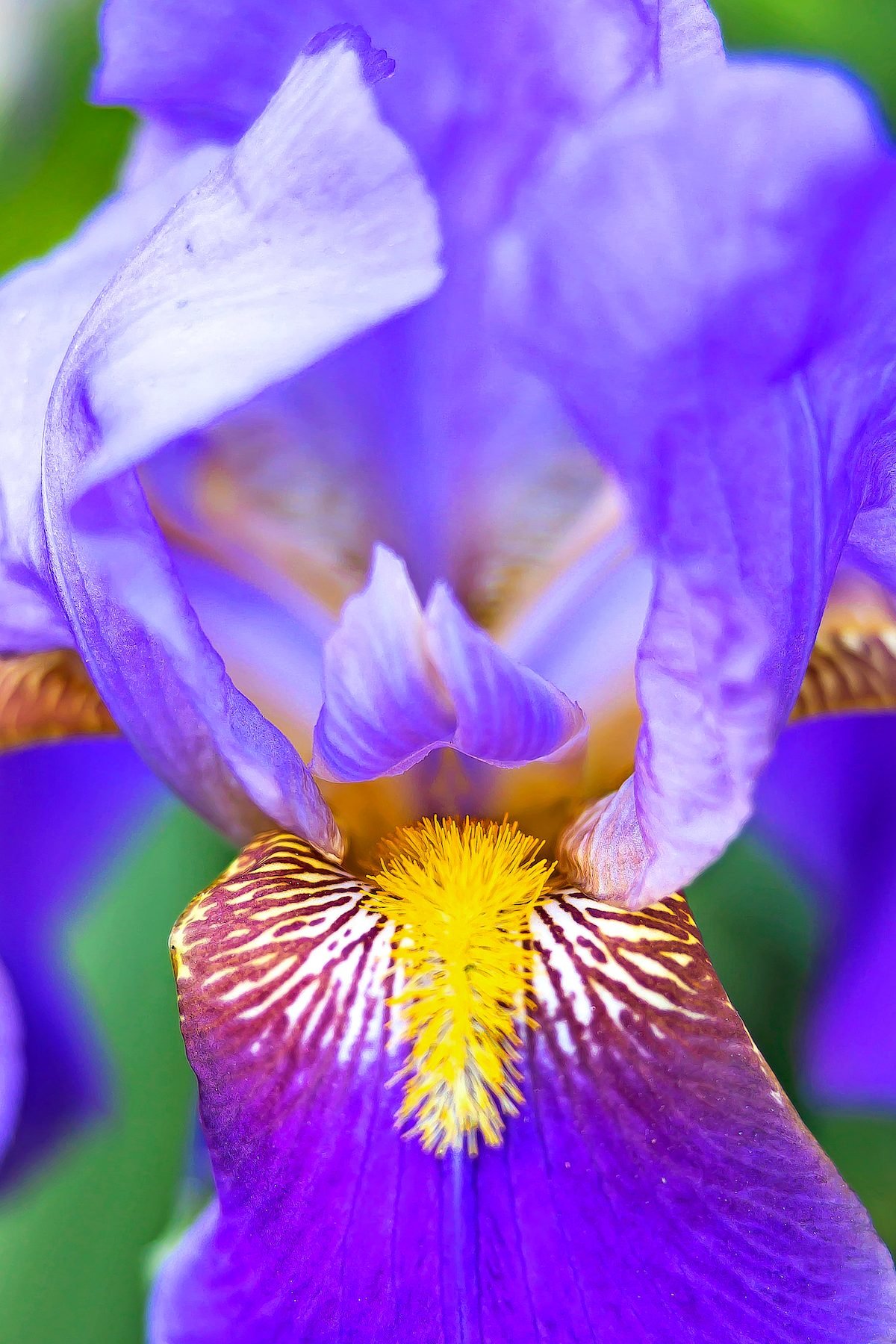 Purple Bearded Iris Closeup - Birds and Blooms