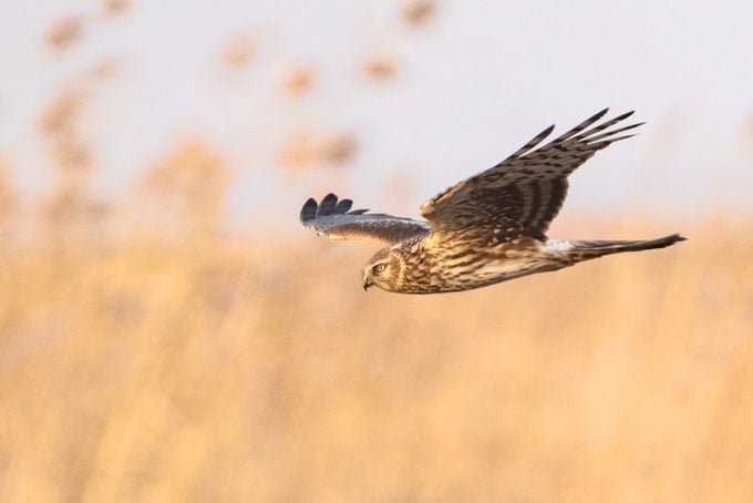 Close-up of hawk of prey flying against sky