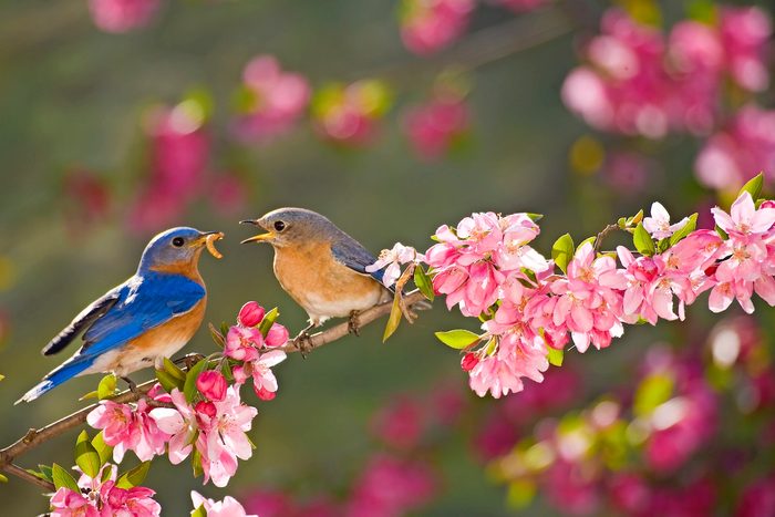 Eastern Bluebirds, Male Feeding The Female